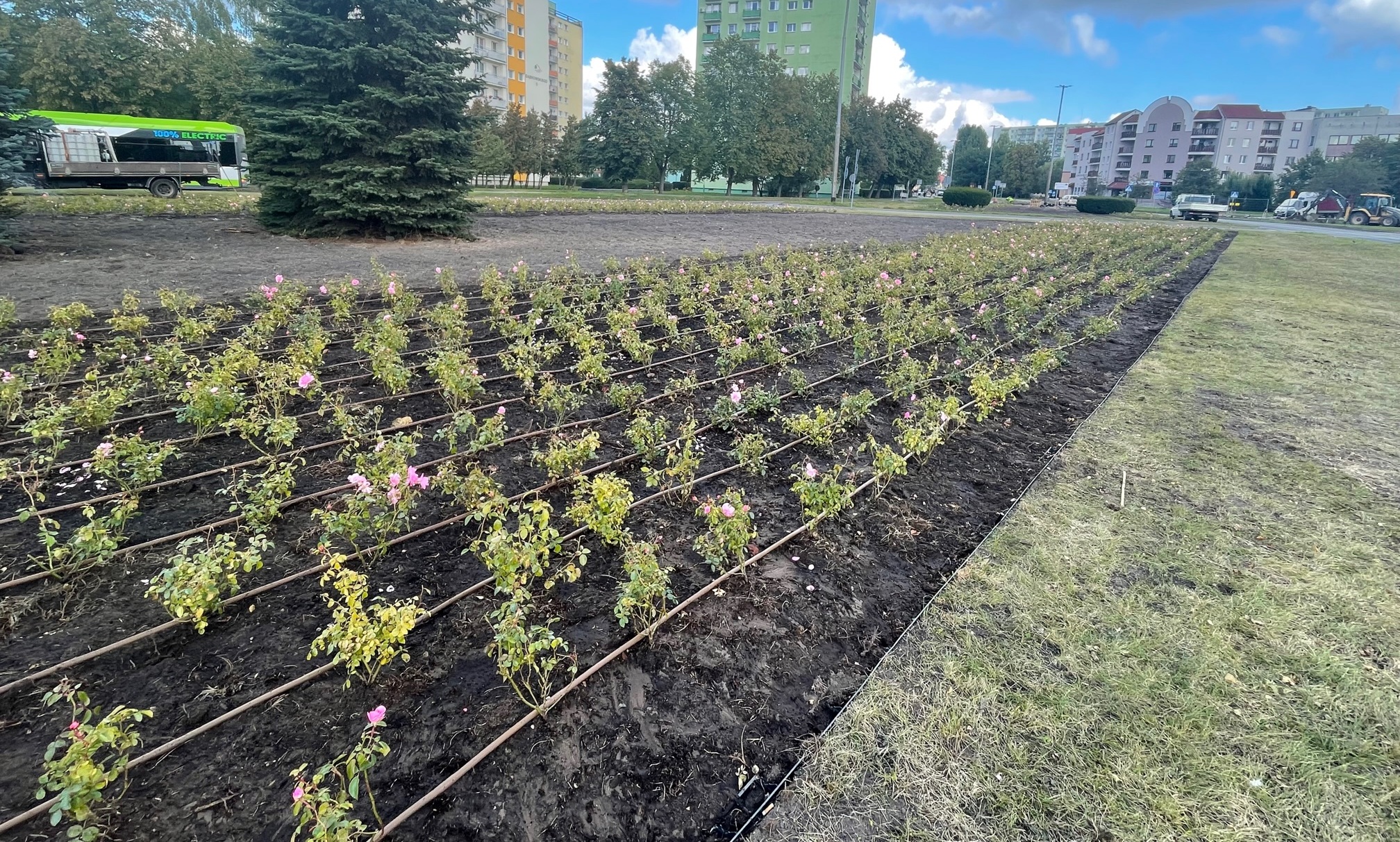 Nowa zieleń dla miasta – tysiące roślin wzbogacą przestrzeń publiczną